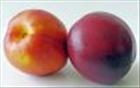 Nectarines